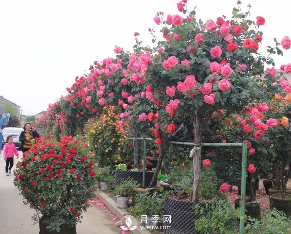 南陽樹狀月季冬季長小芽要怎么辦？(圖1)