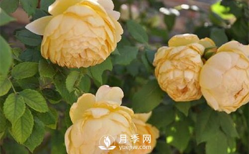 發(fā)酵農(nóng)家肥不徹底對南陽月季花有什么影響？(圖1)