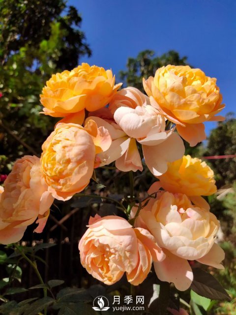 早春養(yǎng)月季，做好三方面養(yǎng)護，生長開花不用愁(圖1)