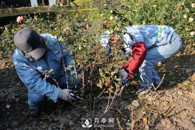 月季養(yǎng)護(hù)12個(gè)月計(jì)劃表，按照這個(gè)養(yǎng)，月季花園不是夢(mèng)(圖1)
