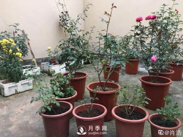 月季養(yǎng)護(hù)12個(gè)月計(jì)劃表，按照這個(gè)養(yǎng)，月季花園不是夢(mèng)(圖3)