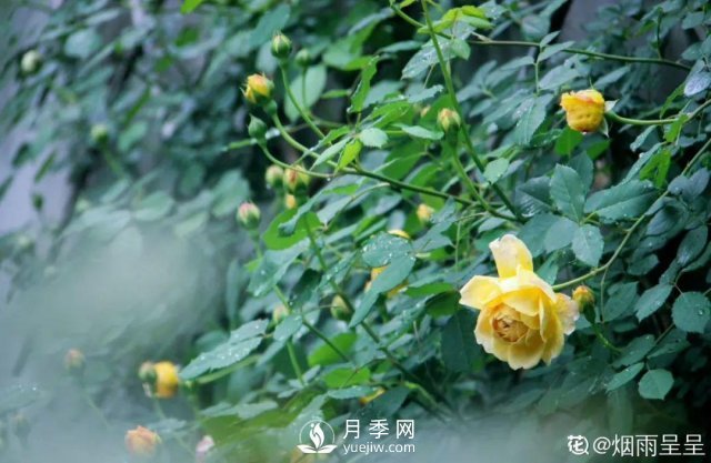 月季養(yǎng)護(hù)12個(gè)月計(jì)劃表，按照這個(gè)養(yǎng)，月季花園不是夢(mèng)(圖6)