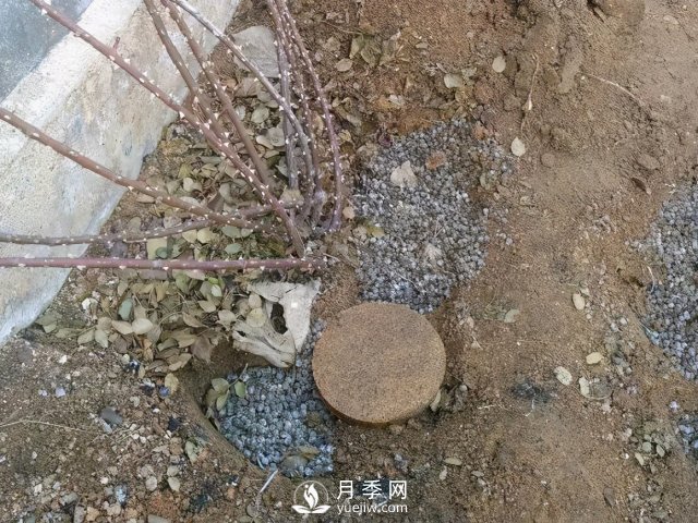 月季養(yǎng)護(hù)12個(gè)月計(jì)劃表，按照這個(gè)養(yǎng)，月季花園不是夢(mèng)(圖2)