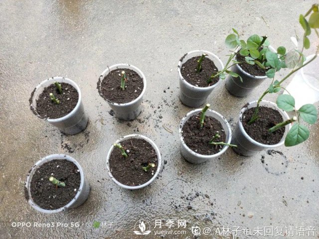 月季養(yǎng)護(hù)12個(gè)月計(jì)劃表，按照這個(gè)養(yǎng)，月季花園不是夢(mèng)(圖5)
