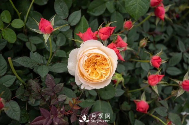 月季養(yǎng)護(hù)12個(gè)月計(jì)劃表，按照這個(gè)養(yǎng)，月季花園不是夢(mèng)(圖4)