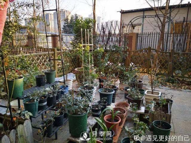 月季養(yǎng)護(hù)12個(gè)月計(jì)劃表，按照這個(gè)養(yǎng)，月季花園不是夢(mèng)(圖8)