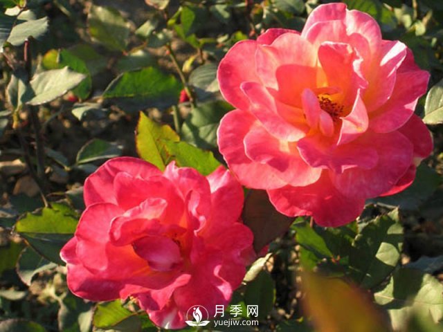 月季花黑斑病是很容易出現(xiàn)的，如何防治的方法很重要？(圖1)