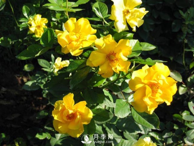 月季水插繁殖的方法，掌握這種方法還是需要學(xué)習(xí)的(圖1)