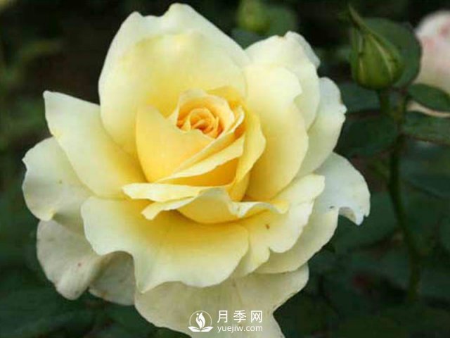 樹狀月季批發(fā)小常識：月季成長需要的五個(gè)條件(圖1)