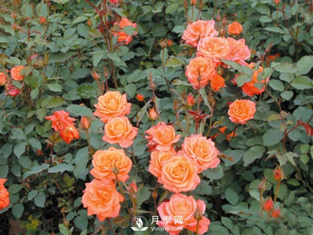 月季花茶和玫瑰花茶怎樣能夠區(qū)分開？(圖1)