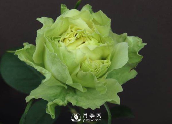 月季花如何移植？有哪些需要注意的事項(xiàng)？(圖1)