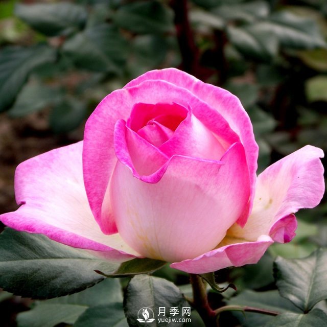 月季基地教您幾招月季花修剪的小妙招！快來(lái)看看吧！(圖1)