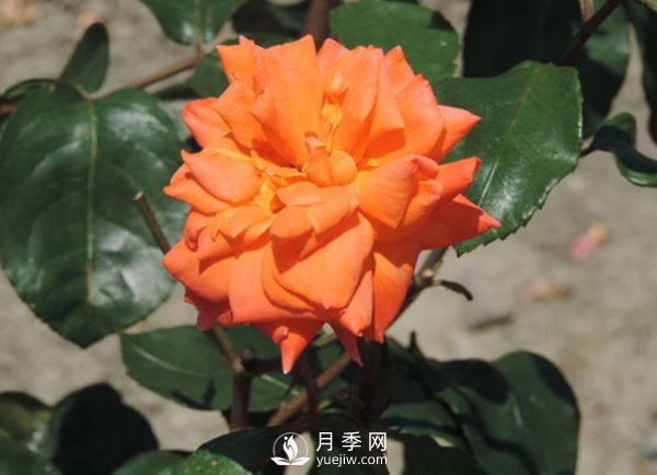 冬季怎么才能讓藤本月季長出更多的強壯新枝？(圖1)
