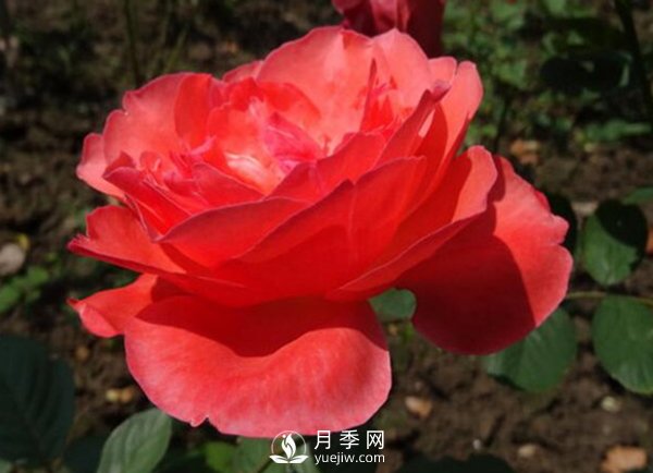 月季雖然喜光，但光線過強(qiáng)對花蕾發(fā)育不利！(圖1)