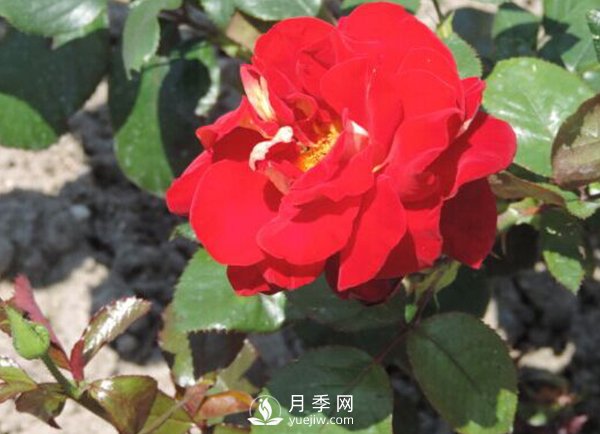 藤本月季傷流病如何防治？技巧有哪些？(圖1)