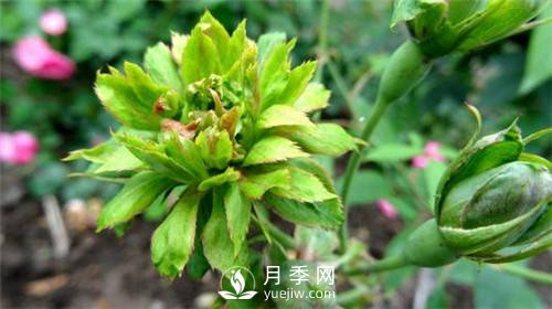 你見過綠色的月季花嗎？介紹下綠萼月季(圖2)