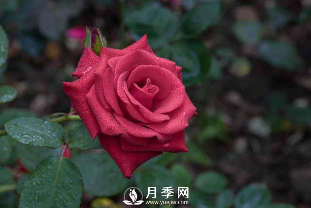 夏天月季怎么養(yǎng)？先從修剪開始，有了動力陽臺變成“小花園”(圖1)