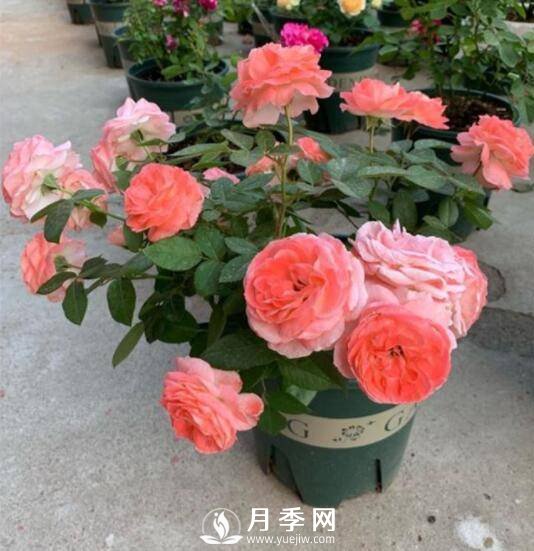 如何養(yǎng)護(hù)盆栽月季？施肥是關(guān)鍵(圖1)