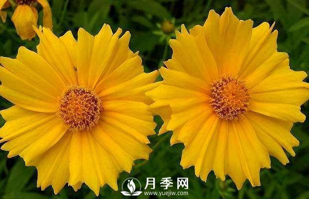 養(yǎng)盆“它”，比皇帝菊好看，比月季好養(yǎng)，花開120天。(圖1)