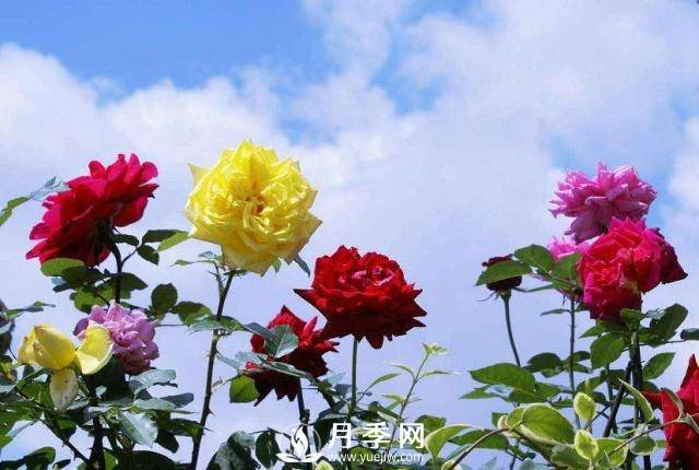 地栽月季換成盆栽，該怎樣養(yǎng)護(hù)(圖1)