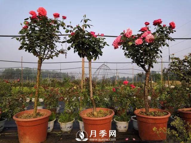夏季月季日常管理，如何讓花開不斷？(圖1)