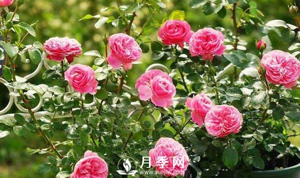 夏季月季花開的越來越小怎么辦？(圖1)
