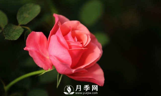 月季，又叫月月紅，花中皇后，四季常開(圖1)
