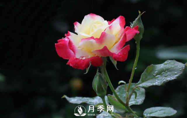 月季，又叫月月紅，花中皇后，四季常開(圖4)