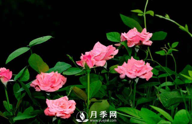 月季，又叫月月紅，花中皇后，四季常開(圖2)