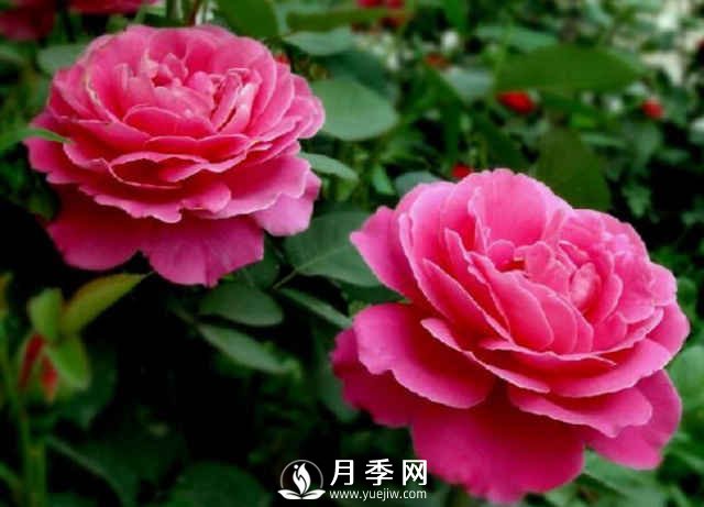 月季，又叫月月紅，花中皇后，四季常開(圖3)