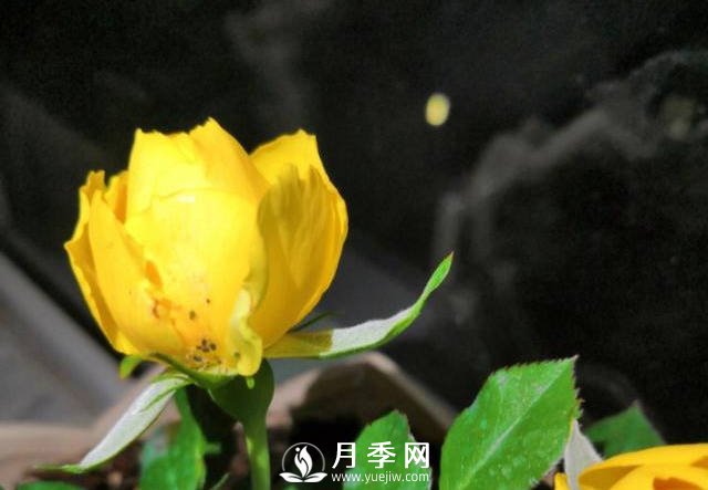 月季花期能不能施肥？用什么肥月季長的好看開花又多？(圖1)