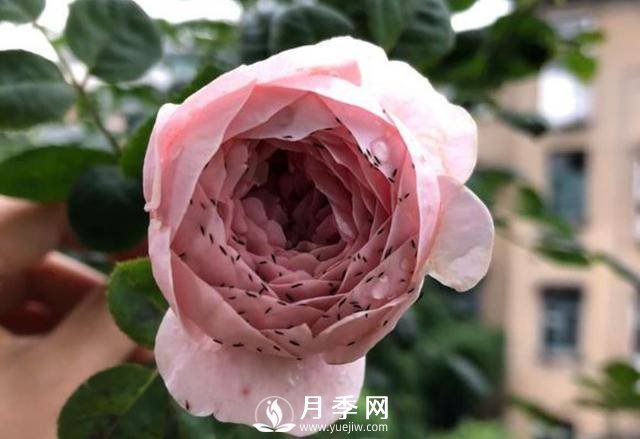 月季花期能不能施肥？用什么肥月季長的好看開花又多？(圖2)