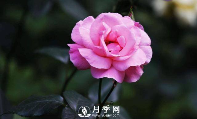 月季可以室內(nèi)養(yǎng)嗎？(圖1)