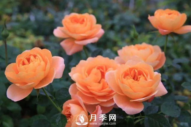 月季萌發(fā)新枝時，應(yīng)該如何施肥(圖1)