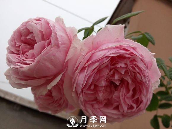 春季月季發(fā)芽后如何管理，才能開花多且顏色艷麗好看(圖1)