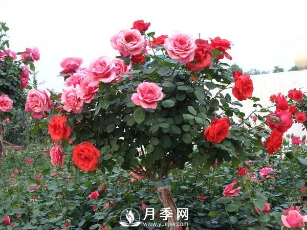早春月季花萌芽的時(shí)候 你要這樣處理(圖1)