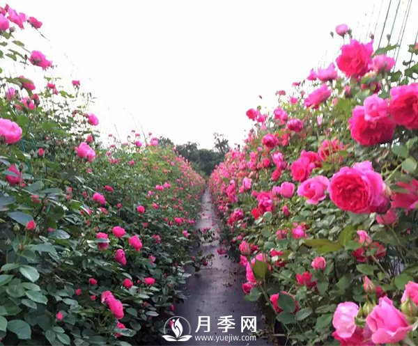多季開花的藤本月季 這樣修剪(圖1)