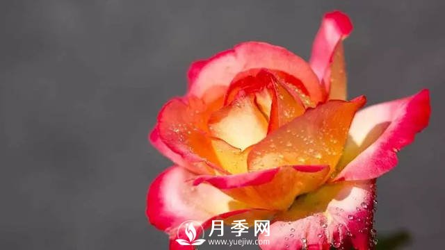 月季養(yǎng)護(hù)熱門(mén)問(wèn)題解答(圖1)
