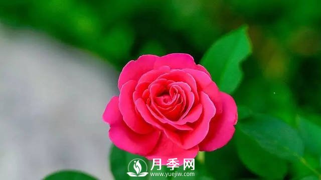月季養(yǎng)護(hù)熱門(mén)問(wèn)題解答(圖2)