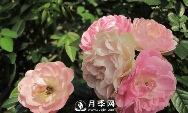 只要對(duì)月季做一個(gè)動(dòng)作，就能讓一枝頭八朵花綻放(圖1)