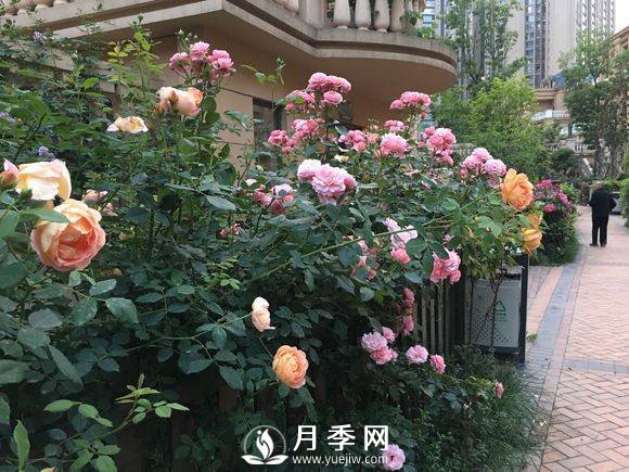 別人家的小區(qū)各色月季盛開 從來沒讓我失望！(圖2)
