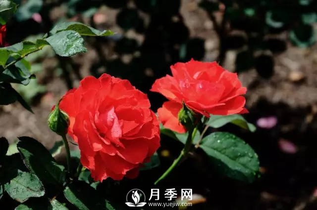 月季移栽后的養(yǎng)護(hù)(圖1)