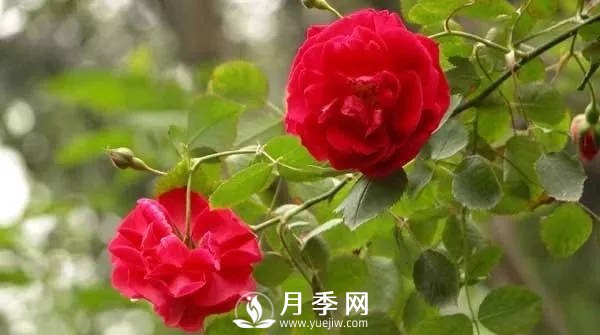 秋季的月季養(yǎng)護(hù)需要注意以下幾點(diǎn)(圖1)