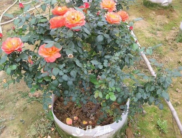 月季花用絢麗多彩的顏色，裝扮著大地，點綴著生活(圖1)