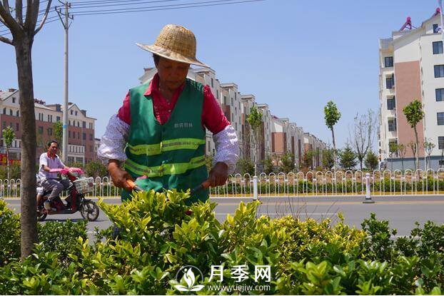 人喊“熱” 花草樹(shù)木也中暑 看我們大南陽(yáng)如何抗旱防澇(圖3)