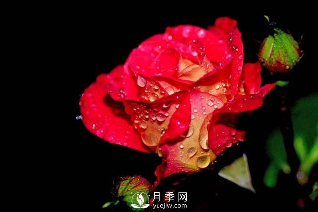 月季花的栽培 幾月栽培***適宜(圖2)