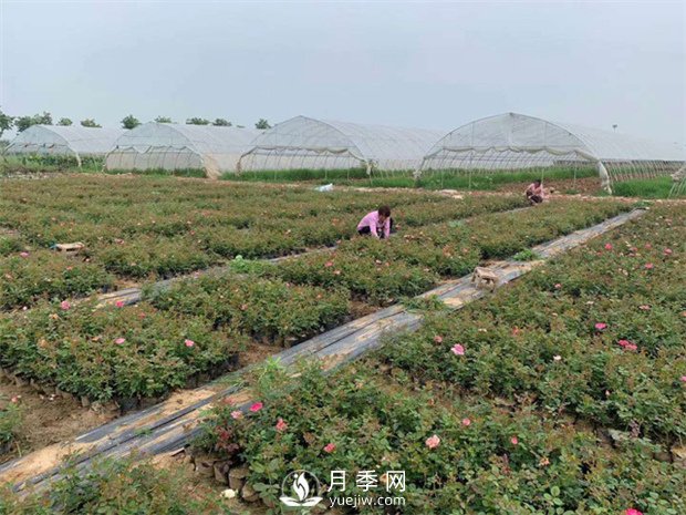 發(fā)酵有機(jī)肥不徹底對(duì)月季的危害你知道嗎？(圖1)