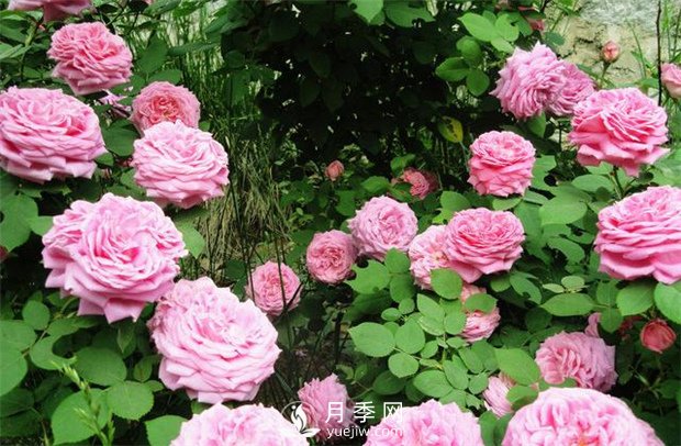 怎樣使月季每月都開(kāi)花？日照一定要長(zhǎng)(圖1)