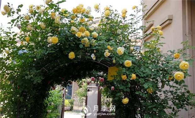 月季矮化密植早結(jié)培育技能(圖1)