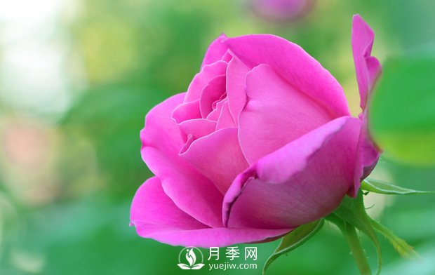 月季的形態(tài)特征是怎樣的？(圖1)